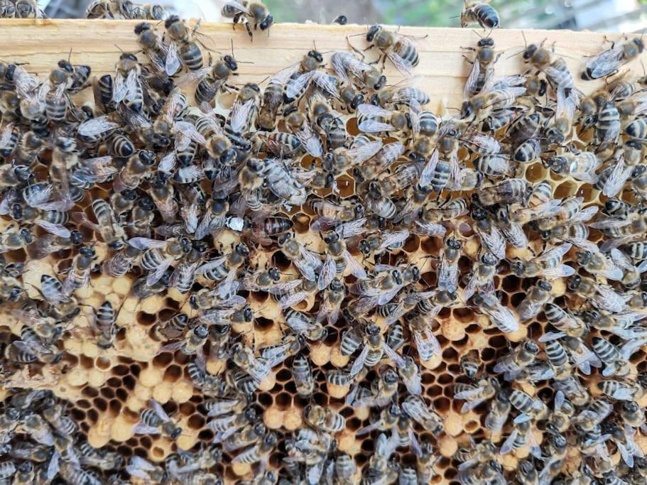 Fewo "Am Bienenstock" In Dallgow-Doberitz 외부 사진